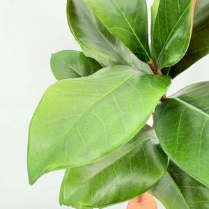 工厂人造柔软触感玉兰叶枝绿叶仿真玉兰茎 - Product Image 3