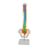 Modèle de colonne vertébrale flexible de 45 cm, coloré, avec occiput, vertèbres, bassin et fémur – Aide pédagogique anatomique