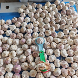 Venta caliente de alta calidad 2025 China Nuevo producto Jin <span class=keywords><strong>Xiang</strong></span> y Pizhou Ajo blanco normal fresco y ajo blanco puro - Product Image 5