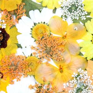 <span class=keywords><strong>2025</strong></span> Trong Kho Hoa Ép Người Mua Sự Lựa Chọn Màu Sắc Hỗn Hợp Ép Hoa Hoa Khô Túi Đóng Gói Cho Nhựa Trang Sức Trang Trí - Product Image 5