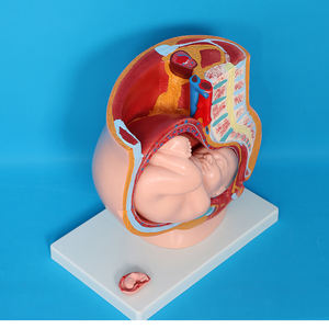 Anatomie du squelette humain, développement embryonnaire, système de reproduction utérin, <span class=keywords><strong>cavité</strong></span> pelvienne féminine, modèle fœtal de 9 mois - Product Image 5