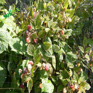 Filet de <span class=keywords><strong>protection</strong></span> rose anti-oiseau cerf filet de <span class=keywords><strong>protection</strong></span> réutilisable plantes de jardin arbres fruitiers <span class=keywords><strong>contre</strong></span> les <span class=keywords><strong>oiseaux</strong></span> 2m x 250m - Product Image 6