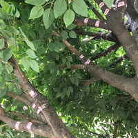 Bestseller Künstlicher Baum Fiberglas-Kunststoff-Bäume Künstlicher Großer Banyan-Ficus-Baum Zweige für Innen- und Außendekoration