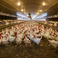 Bâtiment d'élevage de poulets de chair en structure métallique préfabriquée avec système de silo à alimentation pour l'agriculture et l'élevage