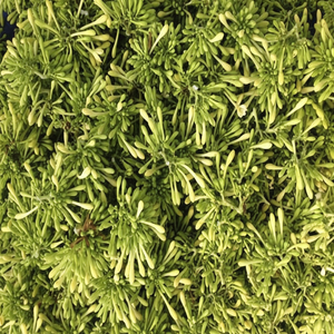 ร้อน Telosma Cordata จากเวียดนาม/แห้ง Telosma Corms วันหยุด - Product Image 1