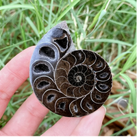 Vente en gros de pierres fossiles d'ammonites noires à coquille brute unique pour la décoration intérieure de bureaux de luxe