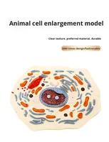 Modèle de cellule animale, structure microscopique, anatomie, membrane cellulaire, cytoplasm, noyau, mitochondrie, plastique, Chine