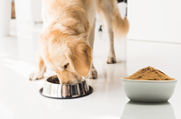 Arômes pour croquettes pour chiens et aliments pour chats, améliorant le goût avec arôme de viande liquide pour l'alimentation canine