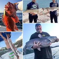 Ligne de pêche tressée à 8 brins, haute visibilité, colorée, super résistante à l'abrasion, sans étirement