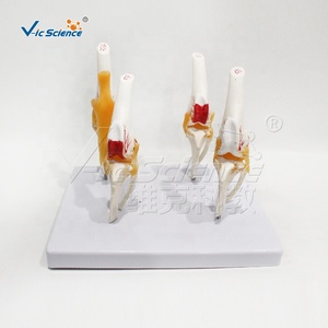 Modelo de Patología de Articulación de Rodilla Canina, Modelo de Enseñanza de Anatomía Canina, Modelo de Enseñanza Funcional de Ciencias Médicas de Lujo, Huesos de Animales - Product Image 5