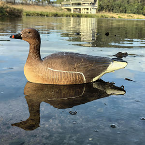 Décoy de canard en EVA à poitrine noire de haute qualité - Décoy en caoutchouc souple pliable léger pour la chasse en gros - Product Image 4