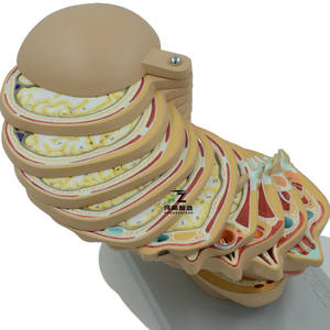 Modelo Anatómico Seccional del Cerebro Humano Pintado a Mano en PVC de Zhizao Medical Science, con Estructuras Detalladas para Uso Educativo - Product Image 5