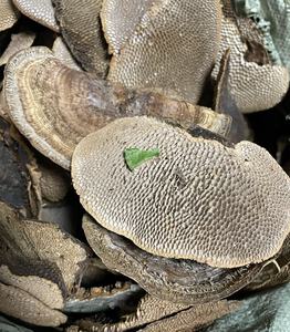Champignons Hexagonia Apiaria de haute qualité, naturels, bruts et sauvages, à vendre - Product Image 2