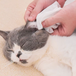 Lingettes humides non tissées pour animaux de compagnie, vente chaude 2026, lingettes humides pour le nettoyage des oreilles et des <span class=keywords><strong>yeux</strong></span> des chats et des chiens, outils de toilettage, nettoyage efficace - Product Image 6