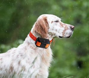 <span class=keywords><strong>Rastreador</strong></span> GPS Inteligente para Mascotas 4G 4000mAh, Mini Rastreadores GPS, Localizador Impermeable para Perros y Gatos - Product Image 5