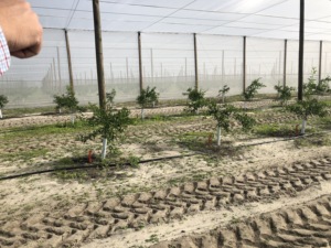 Reti anti-insetti utilizzabili nei campi per prevenire efficacemente le infestazioni di parassiti su larga scala. - Product Image 2