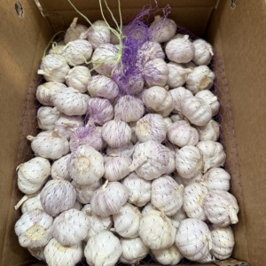 Aglio Fresco Rich Farmer Nuovo Raccolto 2026 5.0cm 10kg -3 Conservazione per il <span class=keywords><strong>Marocco</strong></span> - Product Image 4
