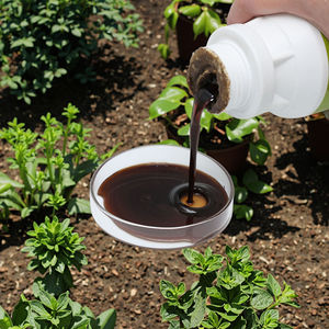 Vente en gros d'extrait d'algues Ascophyllum Nodosum 100% bio séchées vertes poudre de raisins de mer engrais naturel - Product Image 6