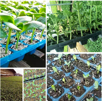 Semoir à plateaux pour diverses graines de légumes, facile à utiliser, pour semis de melons et de choux
