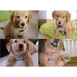 จี้ห้อยคอรูปกระดูกสำหรับสัตว์เลี้ยง ทำจากอะลูมิเนียมอัลลอยด์ สำหรับสุนัขและแมว วัสดุโลหะ ขายส่ง - Product Image 4