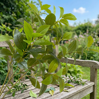Künstliche Lorbeer-Osmanthus-Blätter Weiche Plastik-Kunstblumenzweige 30-100cm für Innen- und Außenbereich Garten-Landschaftsgestaltung