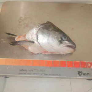 <span class=keywords><strong>Prix</strong></span> bon marché Tête <span class=keywords><strong>de</strong></span> <span class=keywords><strong>saumon</strong></span> congelée à la machine Tête <span class=keywords><strong>de</strong></span> <span class=keywords><strong>saumon</strong></span> <span class=keywords><strong>de</strong></span> l'Atlantique Tête <span class=keywords><strong>de</strong></span> <span class=keywords><strong>saumon</strong></span> congelée - Product Image 3