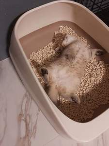 Großhandel Große Indoor-Katzentoilette mit Schublade Leicht zu Reinigende Kunststoffschale für Hunde und Katzen - Product Image 1