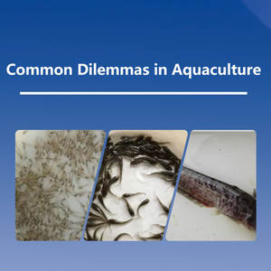 Fish Shrimp Growth Booster Feed Additive Aquaculture Vitamin Amino Acid Improve Water Quality Weight Gain for Tilapia Catfish - Product Image 2