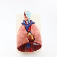 Offre Spéciale humain anatomique médical larynx cardiaque et pulmonaire modèle larynx l'exercice modèle