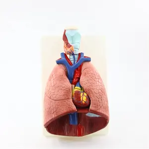 Лидер продаж, человеческая анатомическая медицинская модель для лечения ларинкса в форме сердца и легких, модель для упражнений в виде ларинкса
