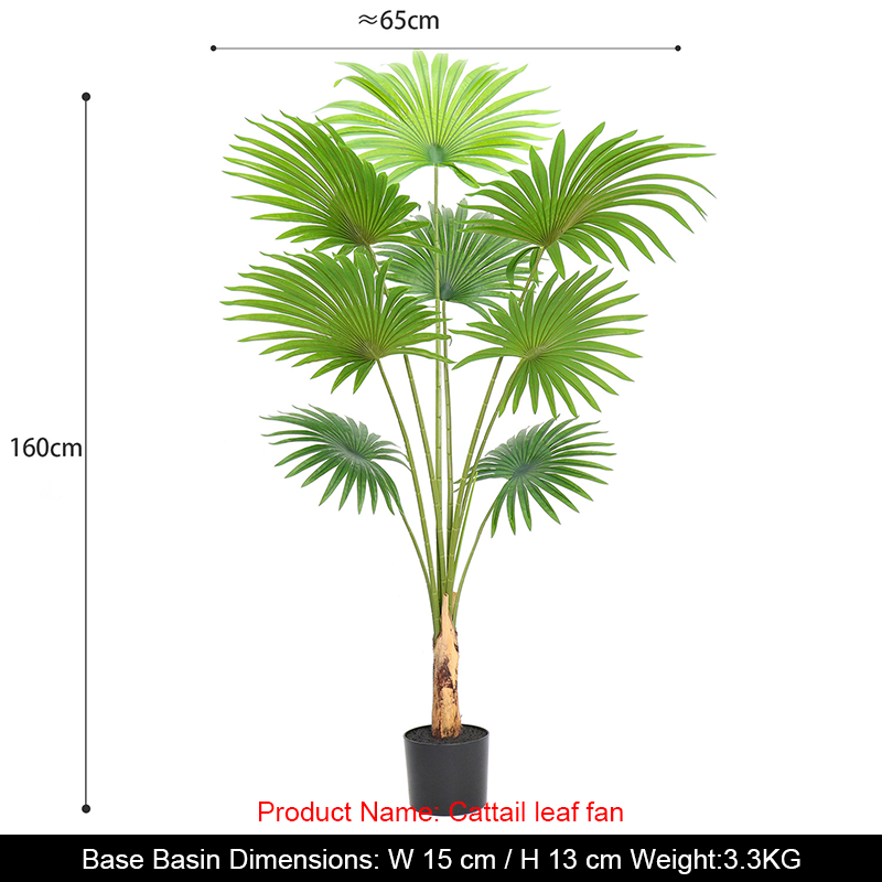 Licuala grandis de 160 cm