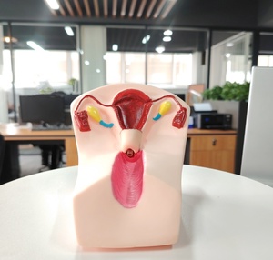 DARHMMY แบบจําลองการฝึกอบรมการคุมกําเนิดในมดลูกหญิงขั้นสูงสําหรับผลิตภัณฑ์วิทยาศาสตร์การแพทย์คลอดบุตร - Product Image 2