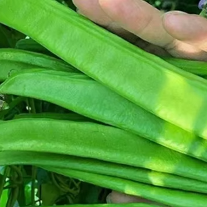 <span class=keywords><strong>Jack</strong></span> Bean - Product Image 1