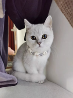 Collier de chat à fleur mignon fait à la main en coton macramé fait à la main chien chat colliers breloques petite marguerite collier pour animaux de compagnie