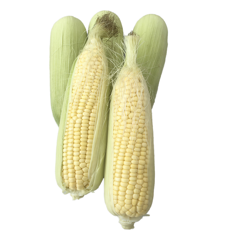 Organic Yellow Corn Fresh and Delicious