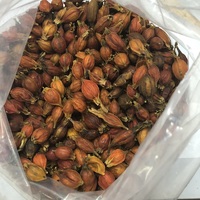 Gardenia Fruit Raw Gedroogd Natuurlijk Pigment Verkoelende TCM Kruidenthee voor Dagelijks Welzijn en Verlichting van Keelverwarming