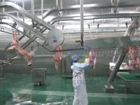 Ligne d'abattage de moutons, chèvres et agneaux halal, capacité 100-300 têtes/heure, équipement de transformation de viande de mouton pour abattoir