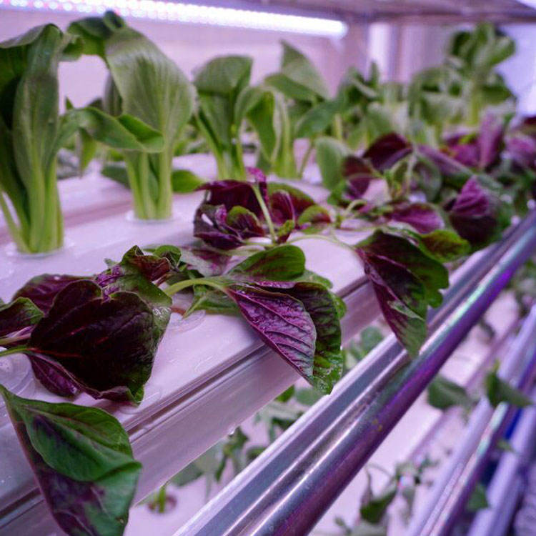 Nft Led Mini NFT Vertical Channel System Pvc NFT Channel Indoor NFT Hydroponics ...