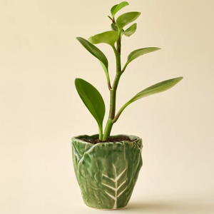 Design créatif moderne pour balcon de maison <span class=keywords><strong>Pot</strong></span> de succulentes décoratives pour bonsaï <span class=keywords><strong>Pot</strong></span> de jardin avec logo personnalisé Pots de fleurs en céramique - Product Image 5