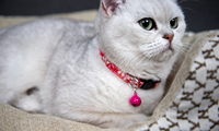 Nouveau collier pour chat personnalisé, réglable, durable, léger, en coton, mignon