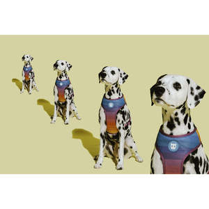 Harnais en maille réglable Prism pour chiens, équipement pour animaux de compagnie couleur arc-en-ciel - Product Image 3