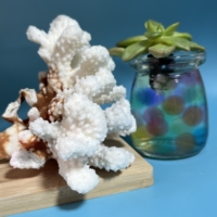 Spécimen de corail blanc de coquille naturelle en vrac en gros pour la décoration Fengshui de cadeau