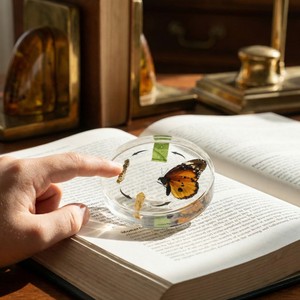 Großhandel Schmetterlings-Lebenszyklus Harz-Taxidermie-Exemplar Hersteller Maßgefertigte 4-Stufen-Metamorphose Lehrreiches Spielzeug für Kinder - Product Image 6