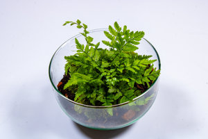 A Mini Orb Terrarium Kit That Suitable <strong>Beginners</strong> Mossarium and Have Glass and <strong>Plants</strong> - Product Image 3
