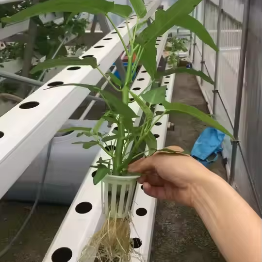 Large Hydroponic PVC Pipe System for