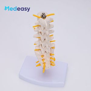 Modèle de colonne lombaire avec vertèbres caudales et mini simulateur de colonne lombaire - Product Image 6