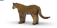 Grand énorme gros oxford tissu air coup gonflable tigre animal léopard panthère lion modèle jouet pour éditer bouffée 3D animal
