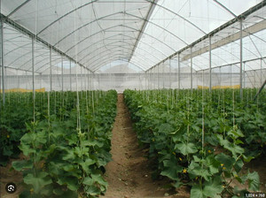 Serre arceau agricole 20-100m Serre commerciale économique Tunnel film plastique pour tomates