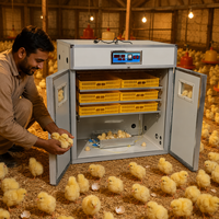 Incubateur à œufs automatique pour pigeons de marque populaire, capacité 528 œufs, en vente