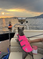 Bateau ponton flottant en aluminium pour yacht de sport de luxe à vendre avec moteur hors-bord de 200 CV/150 CV, vitesse de 30-35 nœuds